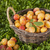 Mirabelles