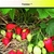 Plants de fraisiers toutes catégories : Ciflorette ou rubis des jardins  :catégorie A+>15mm (PRECISEZ LA VARIETE)