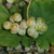 Raisin de table blanc: Birstaler Muskat