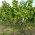 Raisin de table : Palatina