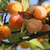 SORBET MIRABELLE/REINE CLAUDE PETIT POT