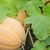Plant de melon