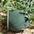 Plant de pastèque