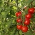 Plant de tomate cerise rouge