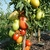 Plant de tomate roma