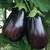 Plants d'aubergine Black Beauty