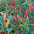 Plants de piments Aurora