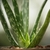 Plant d'aloe vera en pot