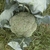 brocoli
