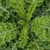 chou kale vert