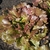 salade batavia brune (Simon)