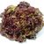 SIMON Salade feuille de chêne brune
