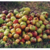 Pomme Pitchounette (croquante et sucrée)