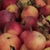 Pomme Querina (légèrement acidulée)