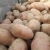 Pommes de terre "chair tendre"